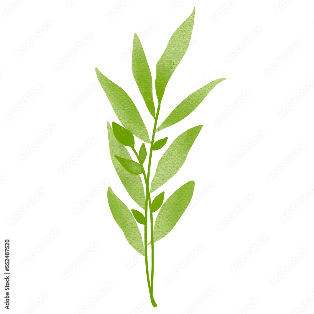 Fototapeta premium Watercolor Leaves Illustration Transparent