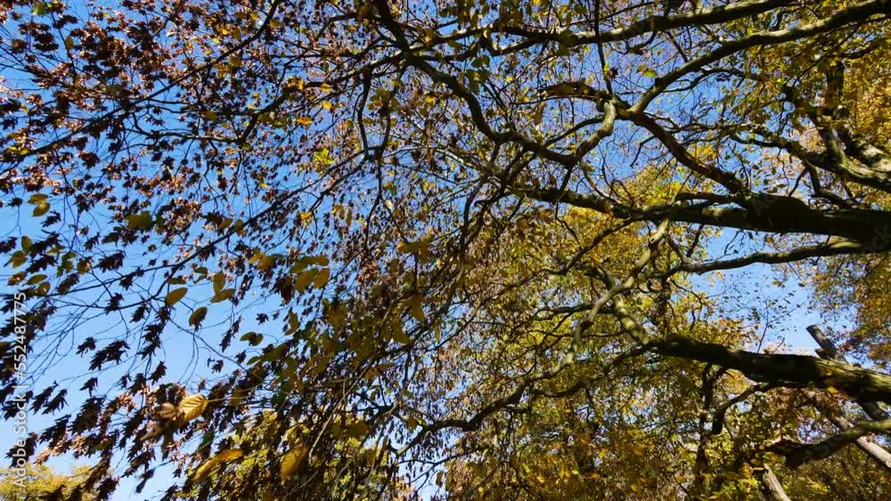 Camera moving around a tree in autumn at daytime and sunshine Camera moving around a tree in autumn at daytime and sunshine
