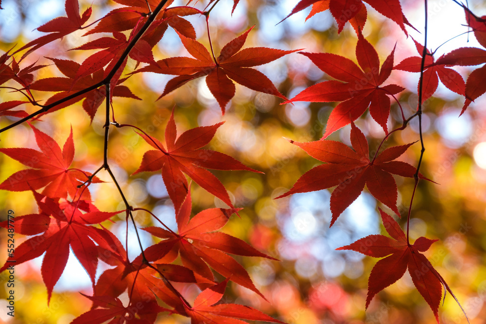 輝く紅葉 輝く紅葉