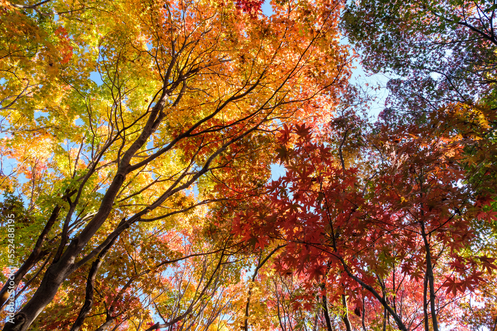 森の紅葉