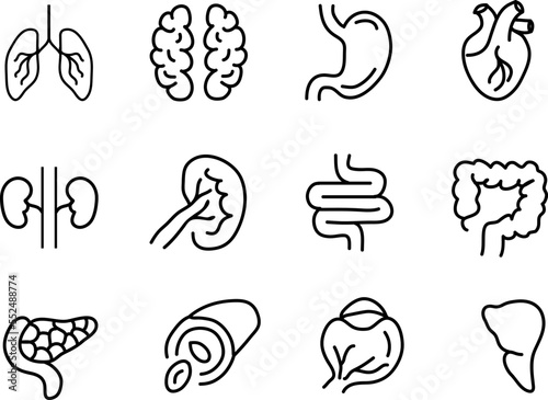 Human internal organ line icon. Minimal vector illustration with simple thin outline icons as lung, heart, stomach, bone, brain on white background..eps