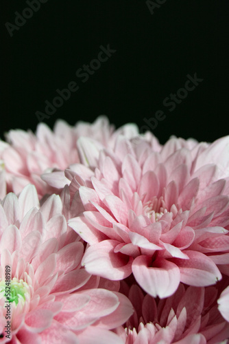 pink chrysanthemum flowers, pink gerbera flower, nature, plant, flower shop, blossom, spring