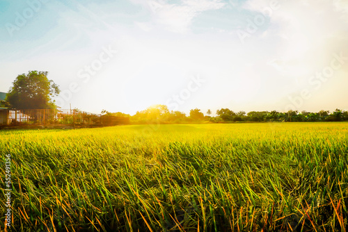 field and blue sky