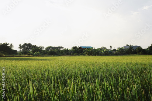 green rice field