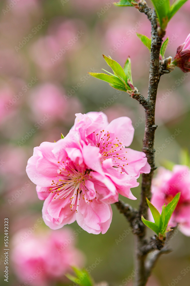 Obraz premium ピンクの桃の花 