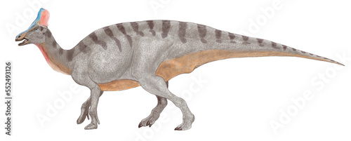 チンタオサウルスは白亜紀後期のハドロサウルスの仲間。大型の鳥脚類の植物食恐竜であるが、最大の特徴は、額からまっすぐに伸びた角のような鶏冠でし年新たな化石が発見され、2013年に画像のような鶏冠であったことが確認された。描き手に取っても、生き物として不自然であった以前の鶏冠と異なり、より想像図としてリアリティを持たせることが出来るものと思う。