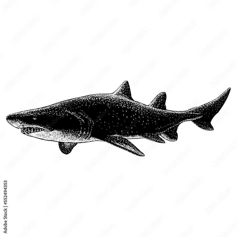 Sand Tiger Shark hand drawing vector illustration isolated on