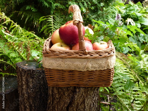 apples, basket, fern, stump photo