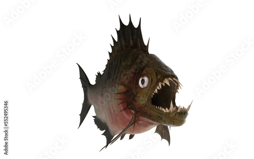 Piranha with big teeth and eyes on white background