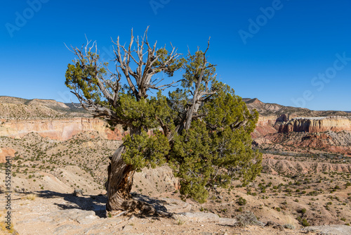 Lone juniper tree in a colorful desert landscape at Ghost Ranch, New Mexico
