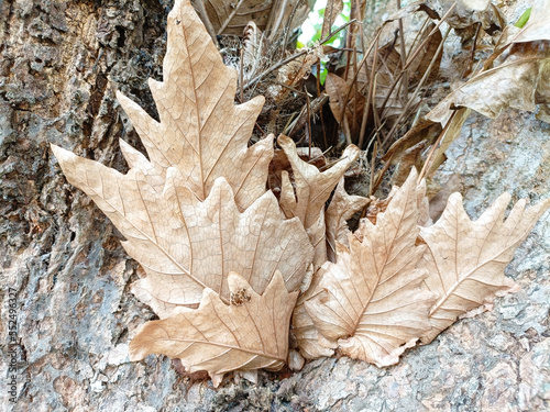 Natural dried leaves and bark background