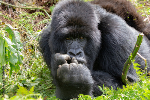 The endangered mountain gorillas (Gorilla beringei beringei) of Rwanda. © Grantat