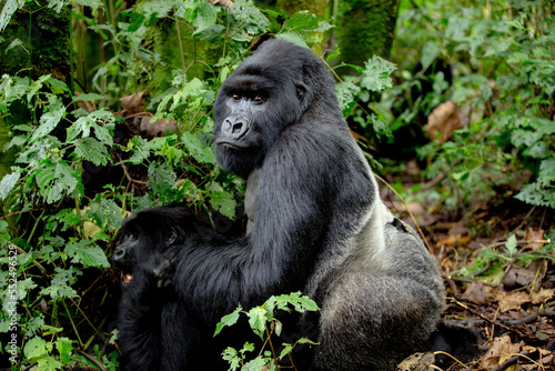 A large endangered Silverback Gorilla (Gorilla beringei beringei) mating, Rwanda.  © Grantat