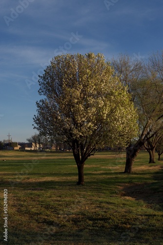 False Pear tree in Bloom, South East City Park, Canyon, Texas in the Panhandle near Amarillo, Spring of 2021