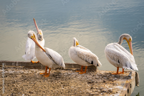 Four pelicans clean their feathers.  © Olga