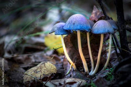 Friendly family. Gray toadstool mushrooms growing from last year's fallen leaves against the background of a green forest. Selective focus. photo