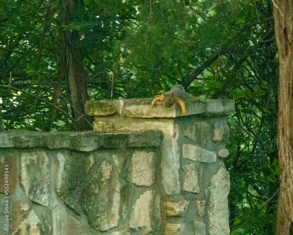 Squirrel laying flat on fence Squirrel laying flat on fence