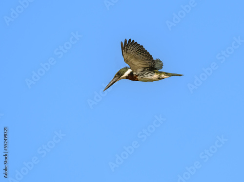 Amazon Kingfisher flying against blue sky