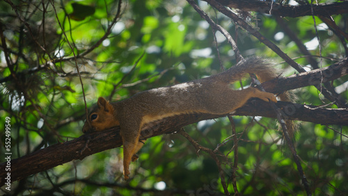 Squirrel in tree © ineffablescapes