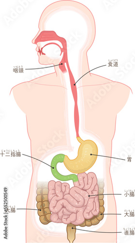 消化器、食道、胃、十二指腸、口腔、鼻腔のイラスト photo