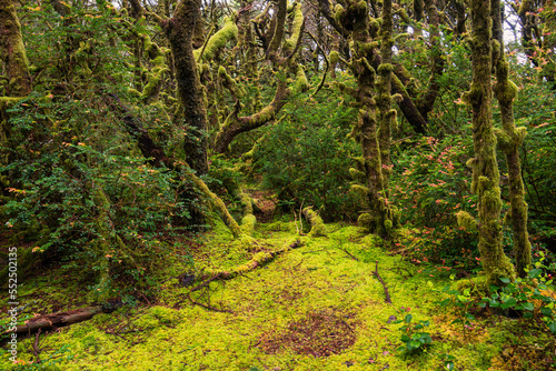 Moss-covered forest floor and trees