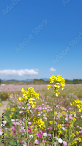 rape blossom  Yellow rapeseed flowers
