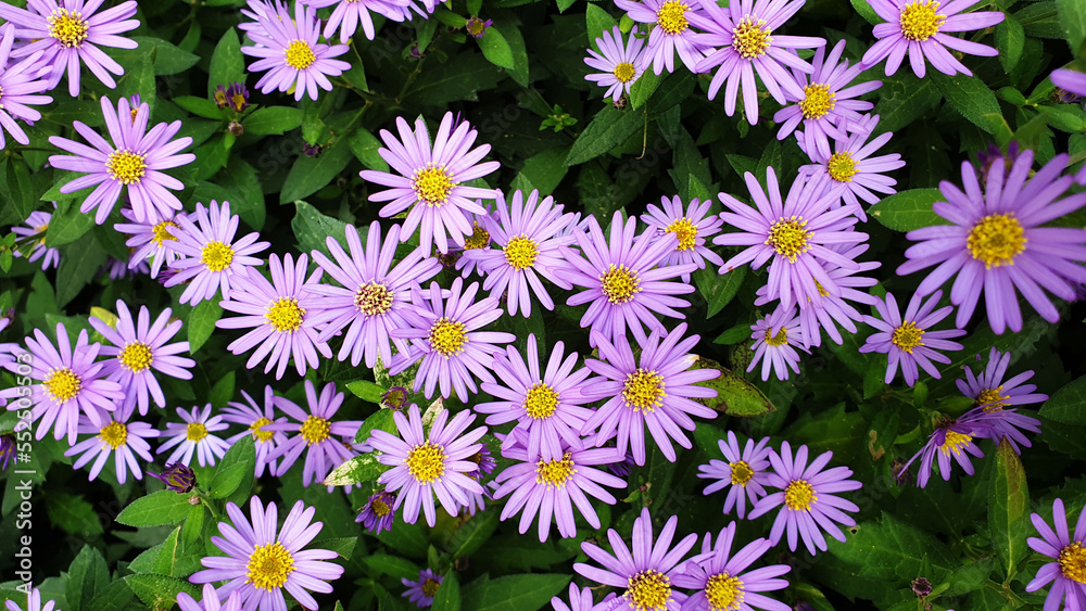 Aster field, Wild flowers field, field of Wild flowers, Wild Chrysanthemum, wild aster, Aster amellus Aster field, Wild flowers field, field of Wild flowers, Wild Chrysanthemum, wild aster, Aster amellus