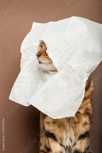Fototapeta Naklejka Na Ścianę i Meble -  Funny red cat with a napkin on his head