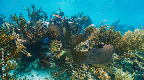Fototapeta Naklejka Na Ścianę i Meble -  underwater photo of fan coral and fish in the reef in mexico