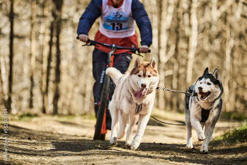 Running Siberian Husky sled dogs in harness pulling scooter on autumn forest dry land, outdoor Husky dogs scootering. Autumn dog scootering championship in woods of running Siberian Husky dogs photo