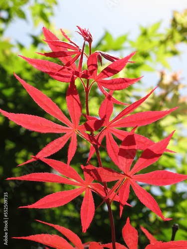 Close up shot of red maple leaves in Taipei Aowanda