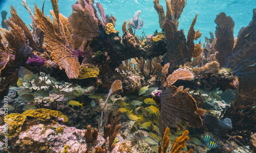 underwater photo of fan coral and school of yellow fish in the reef in mexico