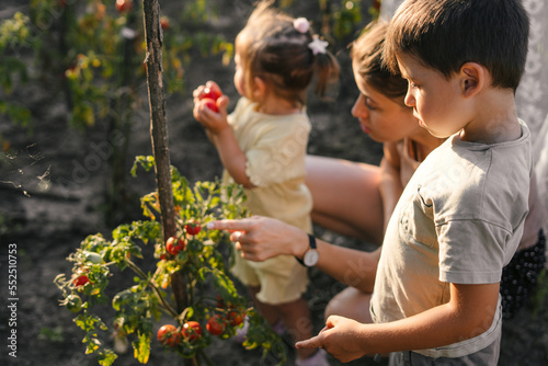 Caucasian woman with her girl and son in a garden, picking fresh vegetables. Self-sufficient family gather fresh produce.