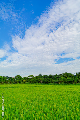 Sunny view of the farm of NTU in Xindian District