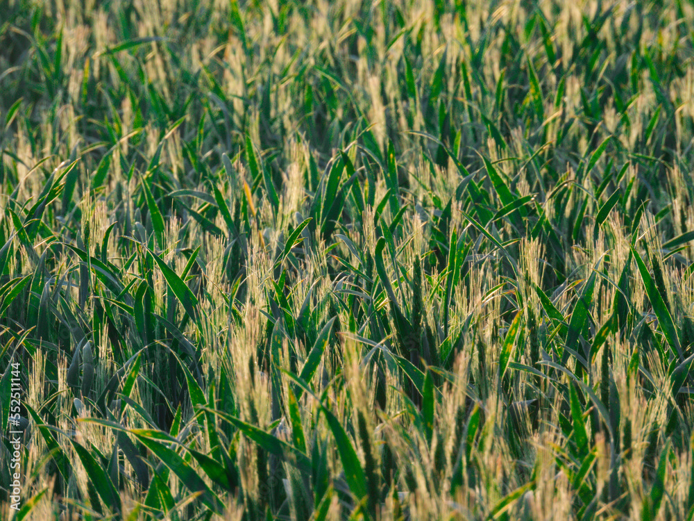 Obraz premium ears of wheat in spring