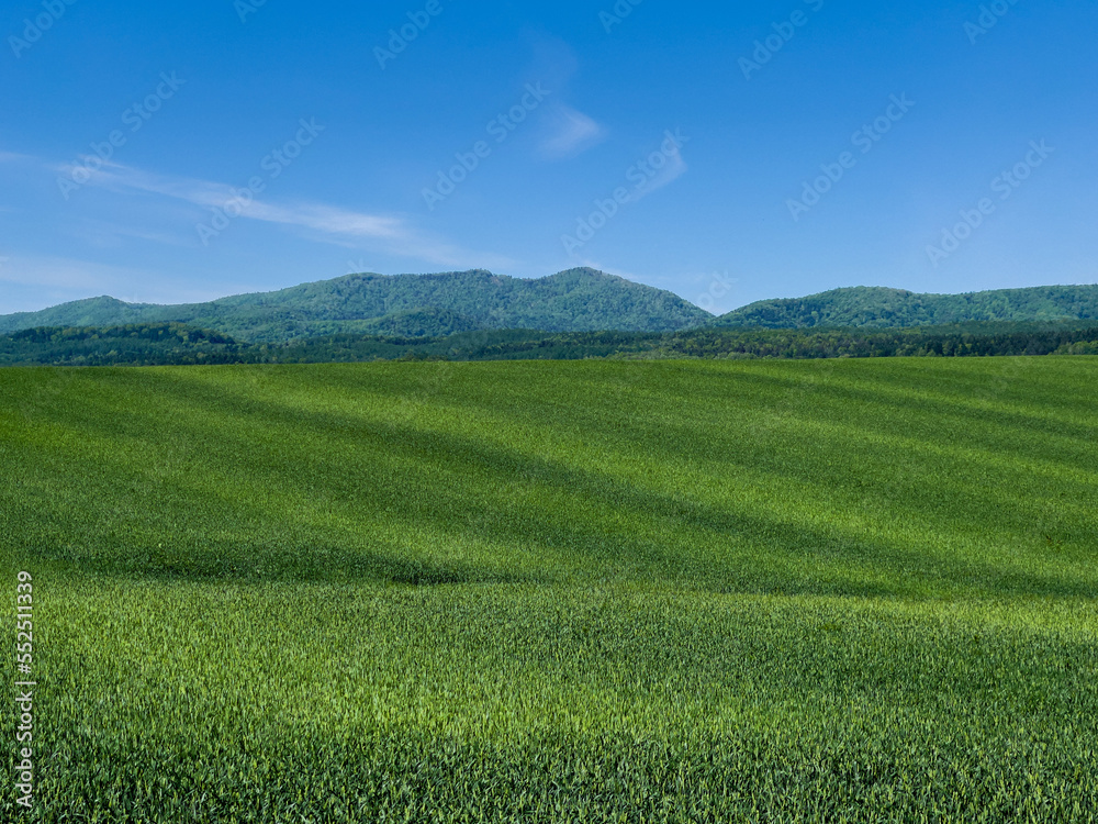 Spring land dyed in bright green