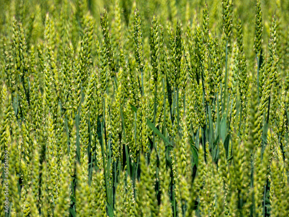 ears of wheat in spring ears of wheat in spring