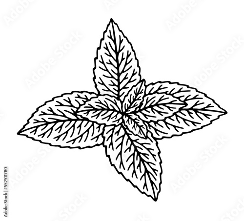 Hand-drawn illustration of spearmint plant leaves