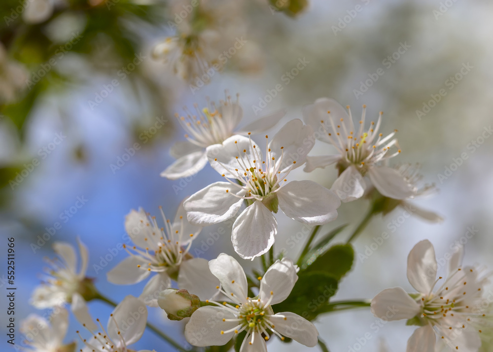 Cherry tree blossom in May on a sunny day