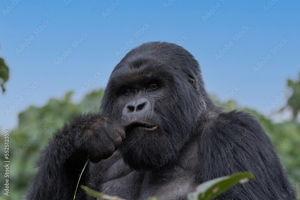 The endangered mountain gorillas (Gorilla beringei beringei) of Rwanda. The endangered mountain gorillas (Gorilla beringei beringei) of Rwanda.