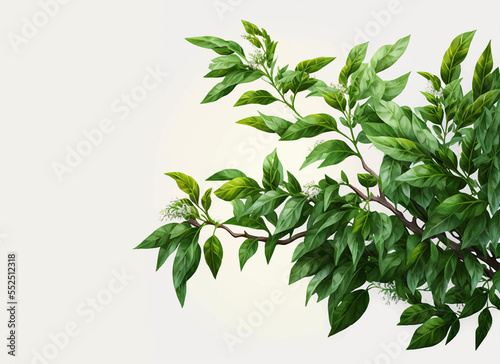 tree branches and leaves on isolated white background