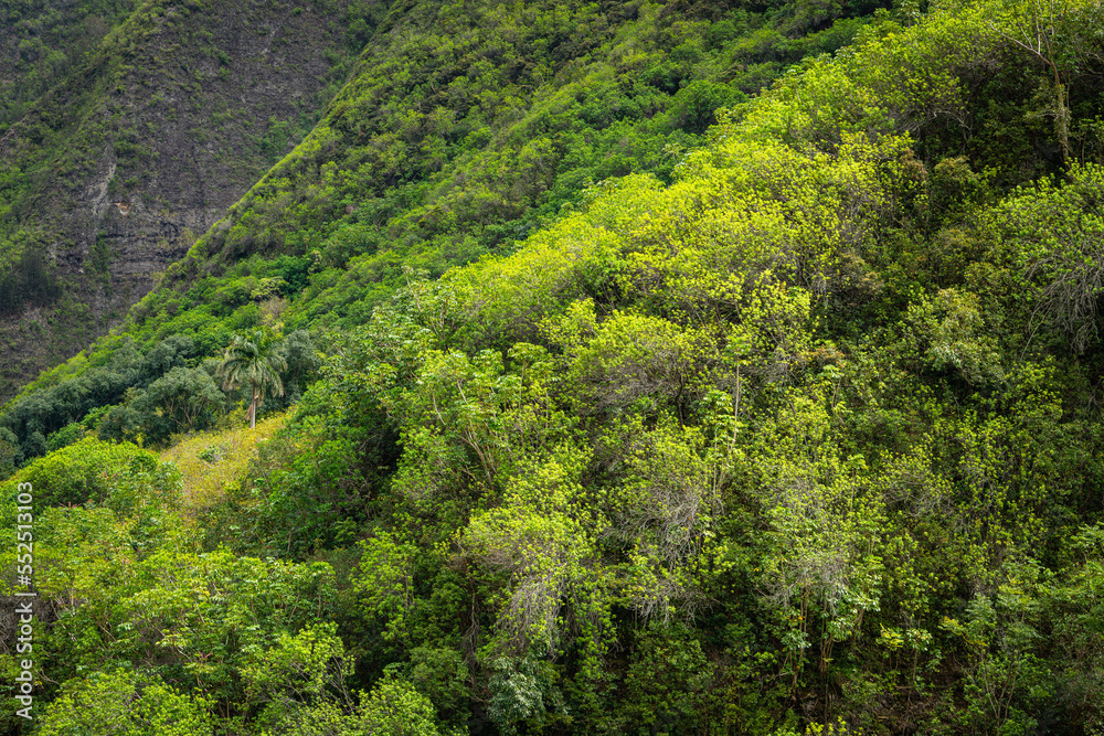Tropical forest and trees above the Iao Valley in maui