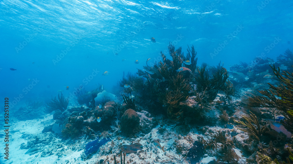 Fototapeta premium underwater photo of fan coral and school of yellow fish in the reef in mexico