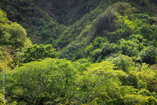 Lush tropical forest and vegetation covering a mountainside in Maui