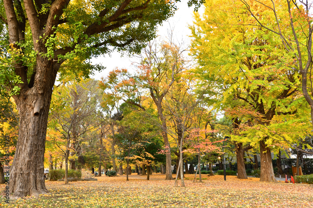 秋の紅葉した樹木のある公園
