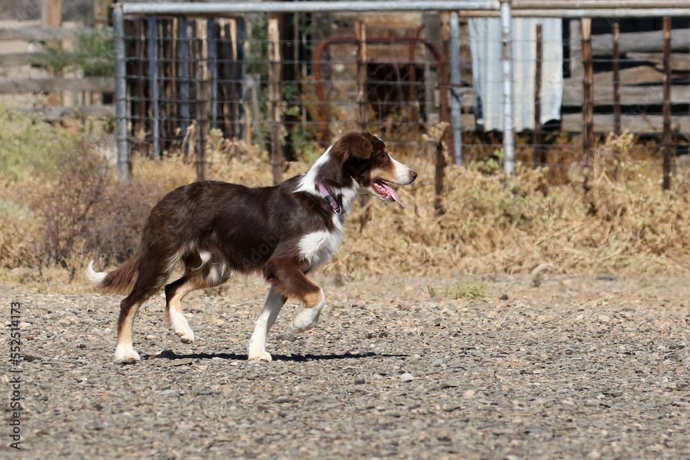 Border collie on a sheepfarm in Bushmanland South Africa Border collie on a sheepfarm in Bushmanland South Africa
