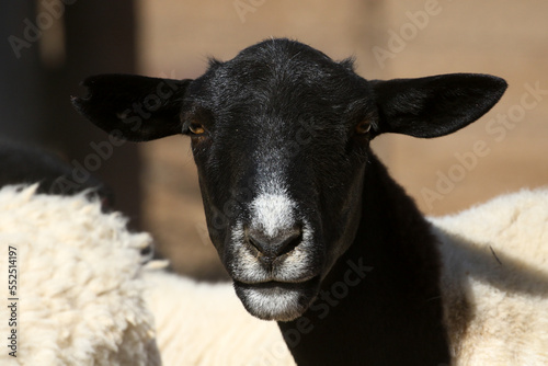 Portrait of a Boesmanlander breed of sheep - a hardy race suited to harsh conditions photo