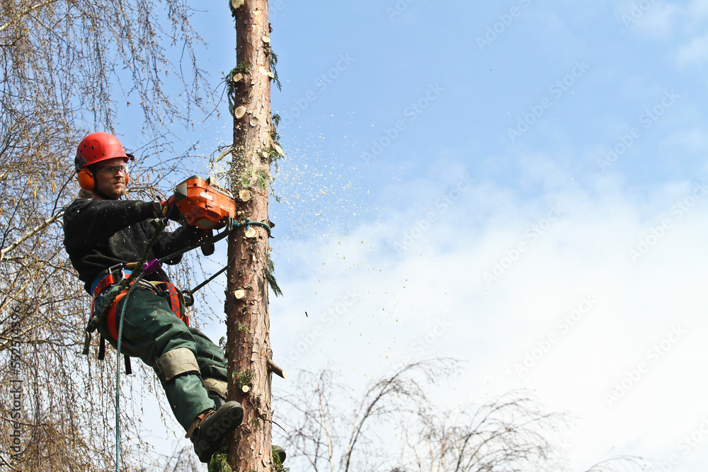 Woodcutter in action in denmark Woodcutter in action in denmark