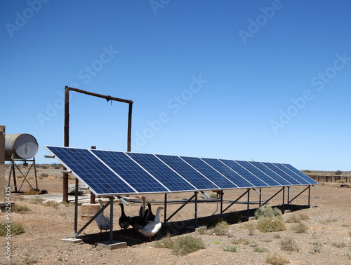 Geese sheltering on the shade cast by solar panel;s used for rewable energy on a farm in Bushmanland, South Africa