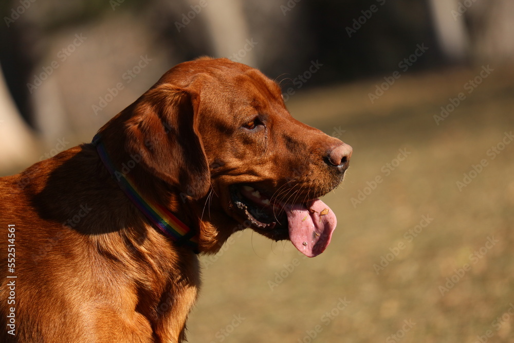 portrait of a Labrador 